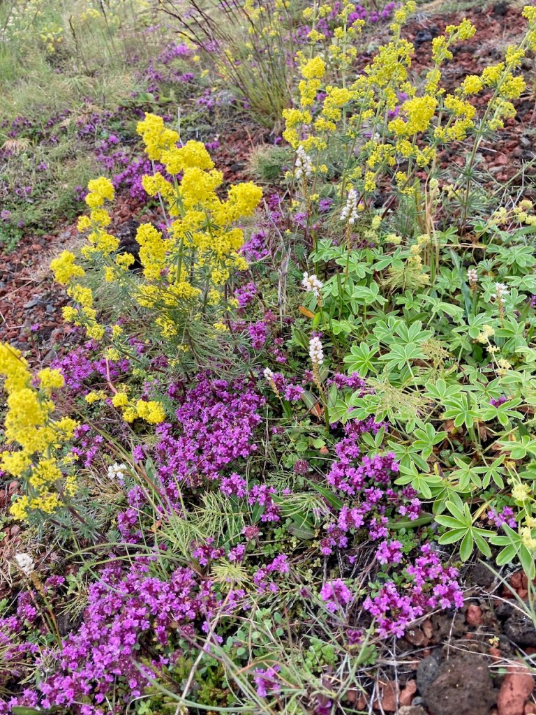 This image has an empty alt attribute; its file name is img_7229.jpeg